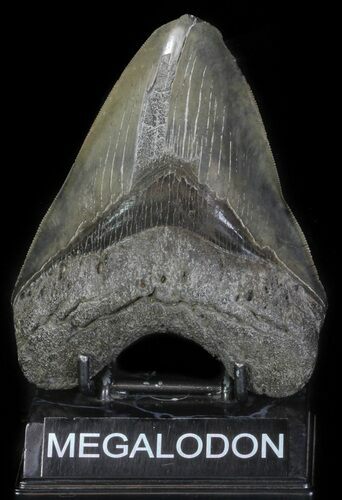 Serrated, Megalodon Tooth - Feeding Damaged Tip #63933